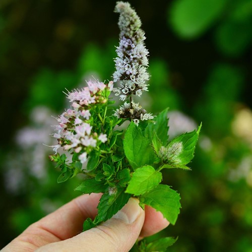 Spearmint curled, Crispleaf Mint (Mentha spicata crispa)