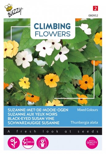 Black-eyed Susan vine Mixed Colours - Climbing Flowers