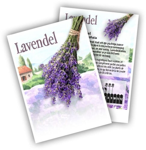 Lavender - Lavandula