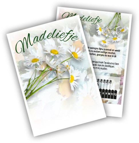Daisy - Bellis perennis