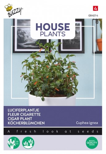 Cigar Plant - Buzzy House Plants