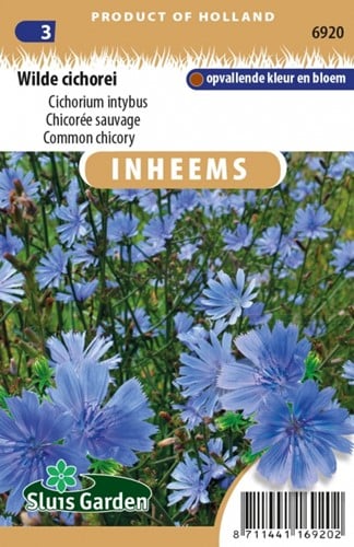 Comon chicory - Cichorium