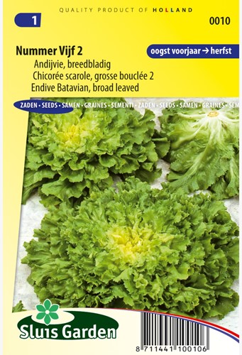 Endive Batavian Nummer Vijf 2