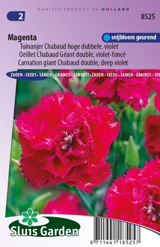 Carnation Magenta – Dianthus Chabaud