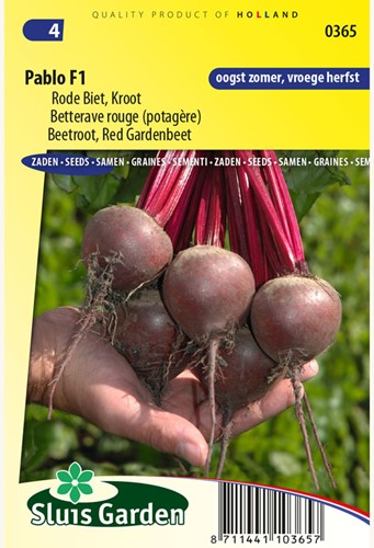 Red Beet Pablo F1 – Beta vulgaris