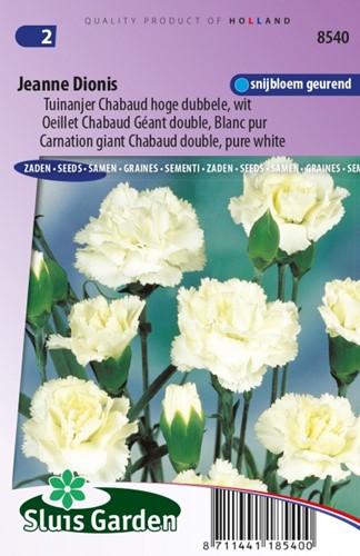Carnation Jeanne Dionis – Dianthus Chabaud