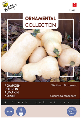 Wintersquash Waltham Butternut - Ornamental Collection