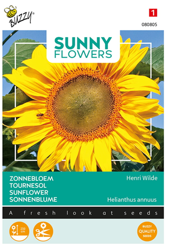 Sunflower Henri Wilde - Sunny Flowers