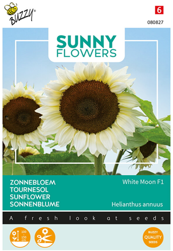Sunflower White Moon F1 - Sunny Flowers