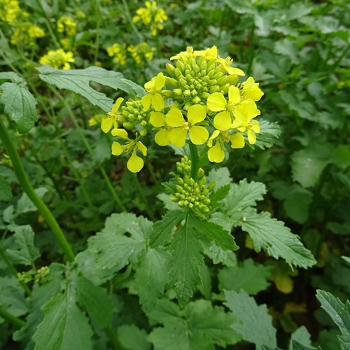 Mustard, yellow / white (Sinapis alba) 1KG