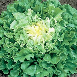 Andijvie Breedblad Nuance EKO - Cichorium endivia