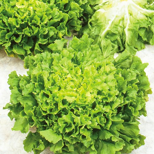 Endive Batavian, Avantgarde Winter