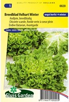 Endive Batavian, Avantgarde Winter-2