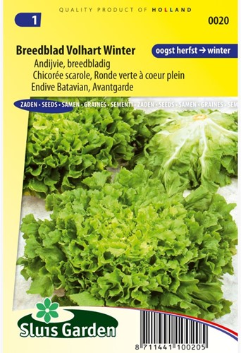 Endive Batavian, Avantgarde Winter-2