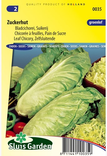 Leaf Chicory Zuckerhut-2
