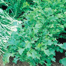 Organic Turnip-tops Namenia