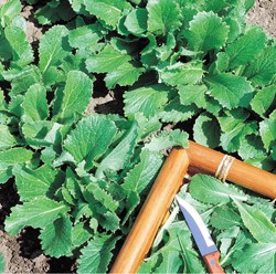 Raapstelen Groene - Brassica rapa