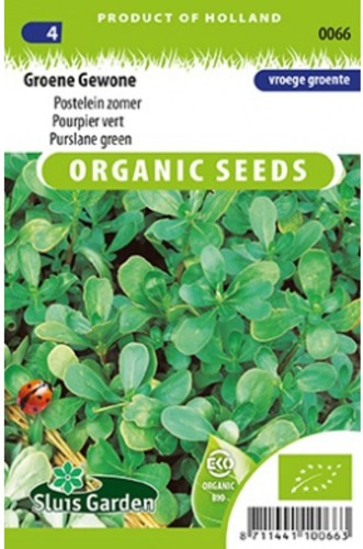 Groene Gewone Postelein zomer EKO - Portulaca-2