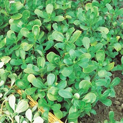 Groene Gewone Postelein zomer EKO - Portulaca