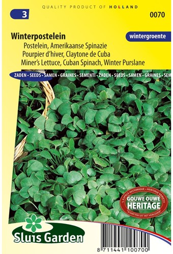 Postelein Winterpostelein - Claytonia perfoliata-2