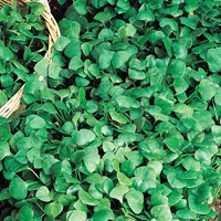 Postelein Winterpostelein - Claytonia perfoliata