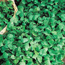 Postelein Winterpostelein - Claytonia perfoliata