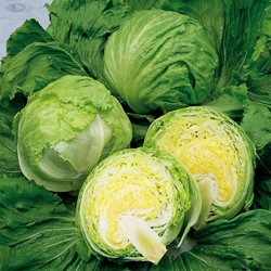 Lettuce iceberg Barcelona