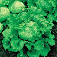 Lettuce iceberg Great Lakes 659