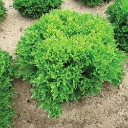 Lettuce iceberg frilled Skilton (eazyleaf)