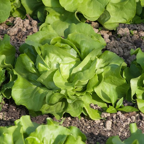 Krop- of Botersla John - Lactuca sativa