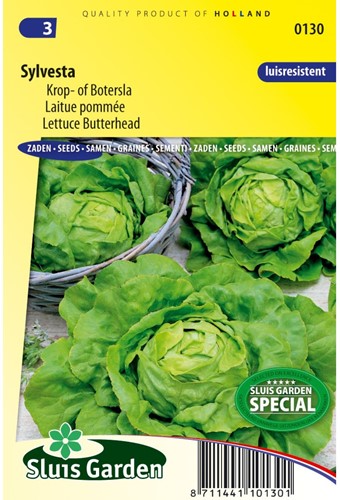 Lettuce Butterhead Sylvesta-2