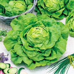 Lettuce Butterhead Sylvesta