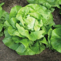 Krop- of Botersla Matilda EKO - Lactuca sativa