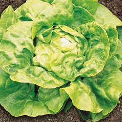 Lettuce Butterhead Dikke Blonde Traagschietende