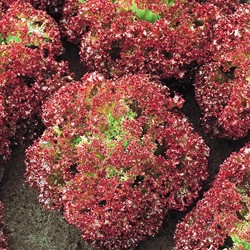 Lettuce Butterhead, extra frilled Lollo Rossa EKO