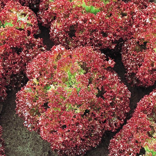 Lettuce Butterhead, extra frilled Lollo Rossa EKO