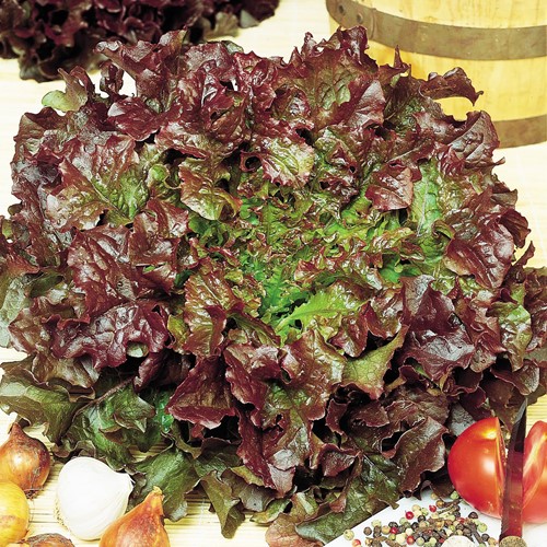 Lettuce Looseleaf Red Salad Bowl (Red Oak Leaf)