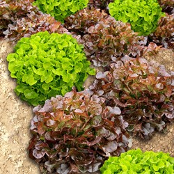 Lettuce Looseleaf Red Salad Bowl Seedtape EKO