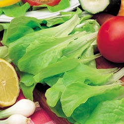 Lettuce looseleaf Green