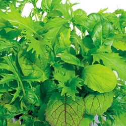 Lettuce Italian Leaf lettuce, Misticanza di Lattghe