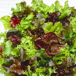 Lettuce Babyleaf Mixed
