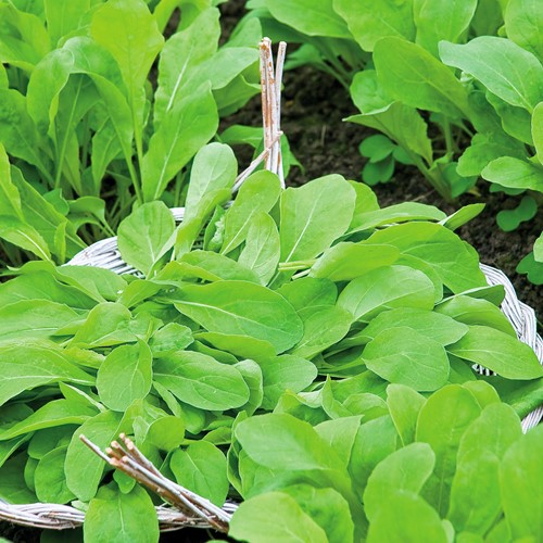 Rocket-salad, Garden Rocket Pronto