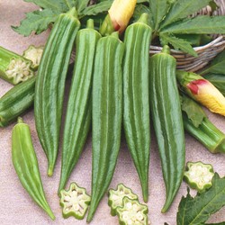 Okra Clemson Spineless