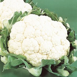 Cauliflower Alpha 6 Fortados - Brassica oleracea