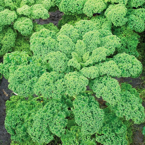 Curly Kale Late Autumn (Westlandse Herfst late)