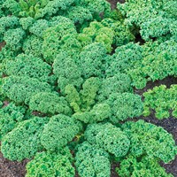 Curly Kale Halbhoher Grüner Krauser