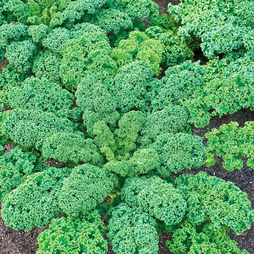 Curly Kale Halbhoher Grüner Krauser