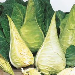 White Cabbage (Express) Filderkraut