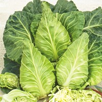 White Cabbage Express