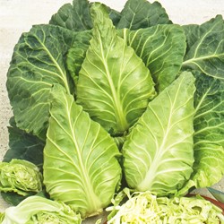 White Cabbage Express